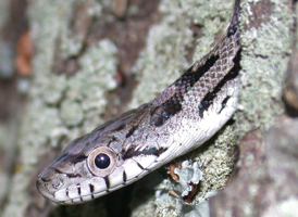 Rat Snake
